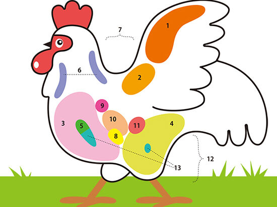 鶏肉の部位について勉強しよう！
