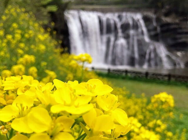 【那須烏山市】色とりどりの花と、白い水しぶきをあげる滝のコラボが美しい（龍門の滝）