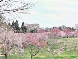 お庭が広くて桜...