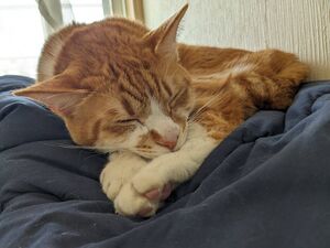 茶トラの琥珀