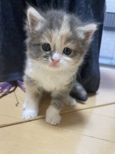 えいきち