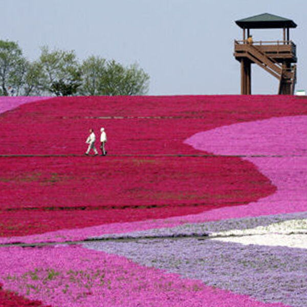 【市貝町】芝桜が彩る町で味わう絶品グルメ＆観光スポット20選