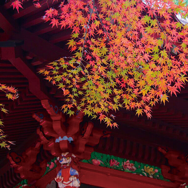 【真岡・益子・茂木ドライブ】紅葉と絶景を楽しむカフェめぐり23選