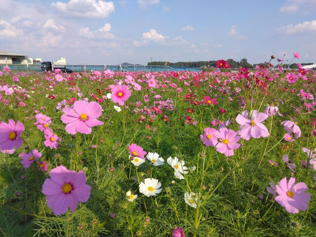 栃木市】今まさに、コスモスの見頃を迎えています（いわふねコスモス畑