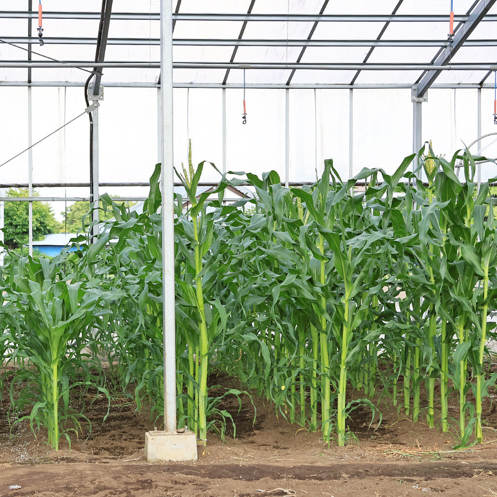 旬の野菜は畑から収穫！