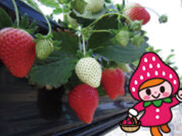 県南のいちご狩りスポット