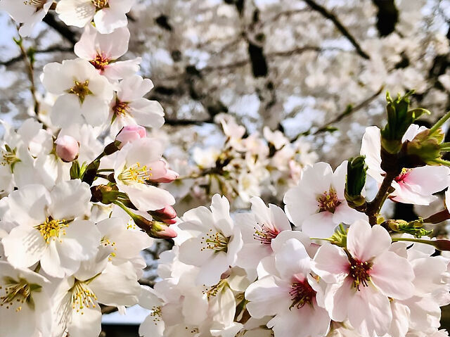 さくら・サクラ・桜が満開～❀【第2弾】