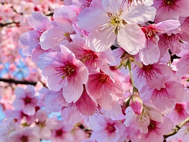 【栃木市】「さくら広場」で心癒されるお花見を満喫しよう！（大平運動公園）