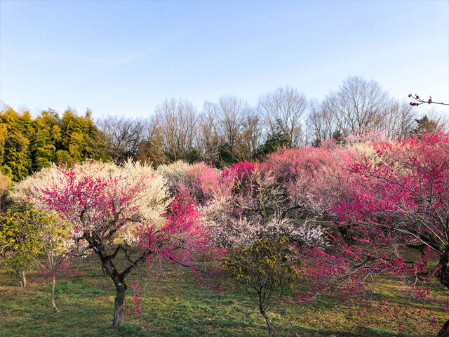 【鹿沼市】美しく咲き誇る梅と春の暖かな園内を楽しもう！（鹿沼錦鯉公園）