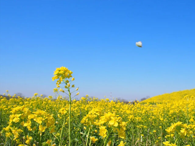 【佐野市】春を彩る黄色の絨毯、菜の花を見に行こう！（渡良瀬川緑地）