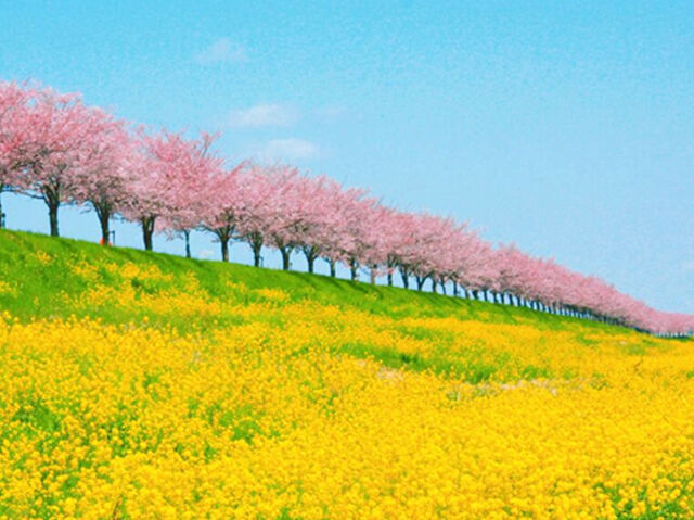 【小山市】春色満開、思川桜と菜の花に包まれる風景（思川流域堤防）