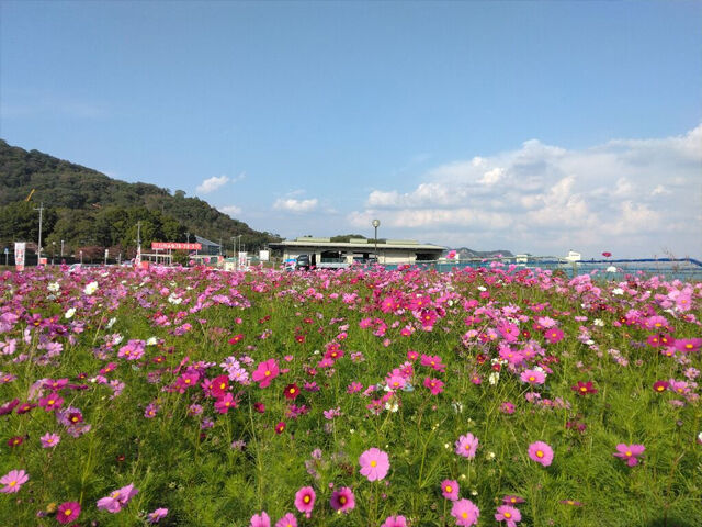 栃木市】今まさに、コスモスの見頃を迎えています（いわふねコスモス畑