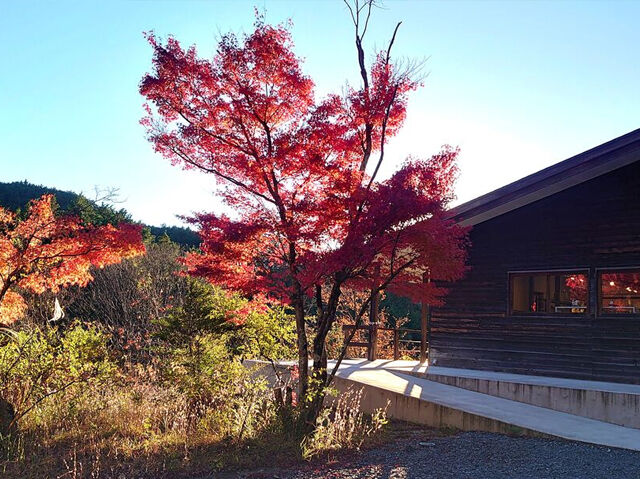 【益子町】シンボルツリーの紅葉も展示もとても素敵でした！（もえぎ 本店）