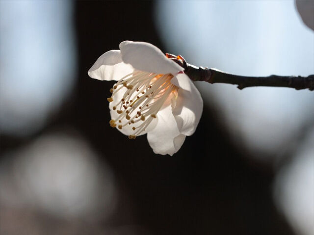 【佐野市】 蕾も沢山、可愛らしい花を咲かせていました♪ （梅林公園）