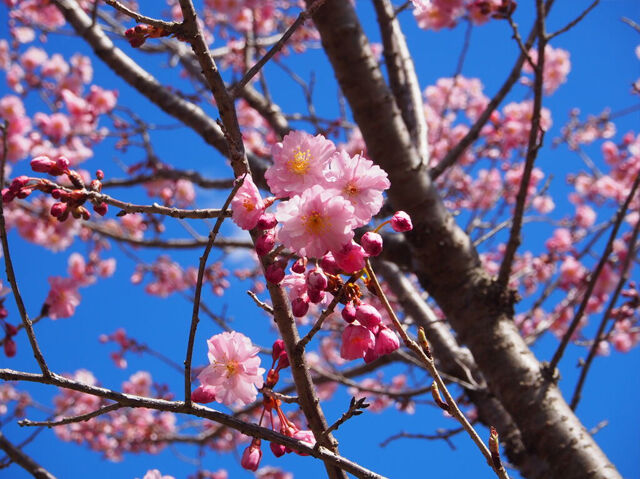 【栃木市】青空の下で拝見する桜はとても美しかった～♪（大平運動公園）