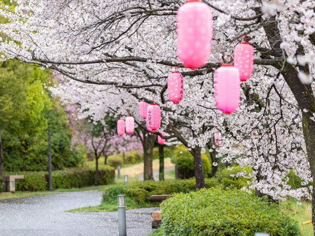 【真岡市】カワセミと猫と桜のコラボレーション（行屋川水辺公園）