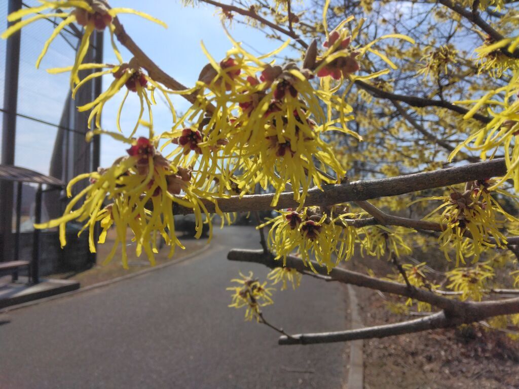 【栃木市】春の訪れ…ふわり香る♪マンサクとしだれ梅の花（岩舟総合運動公園）