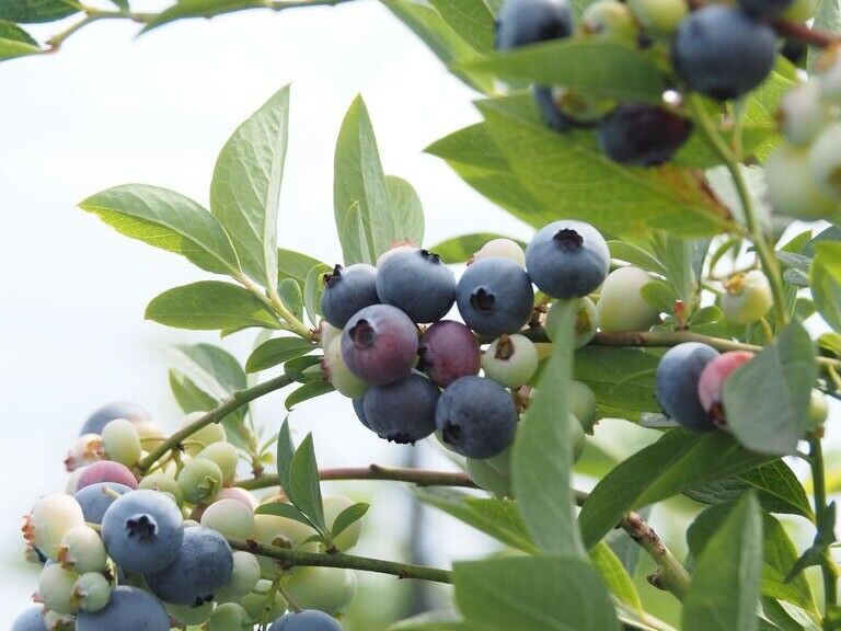 【真岡市】自然の中で味わう♪旬のブルーベリー狩り☆（BLUEBERRY BASE MOKA）