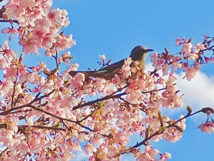 【宇都宮市】鳥たちも集う、早咲き桜散歩（宇都宮城址公園)