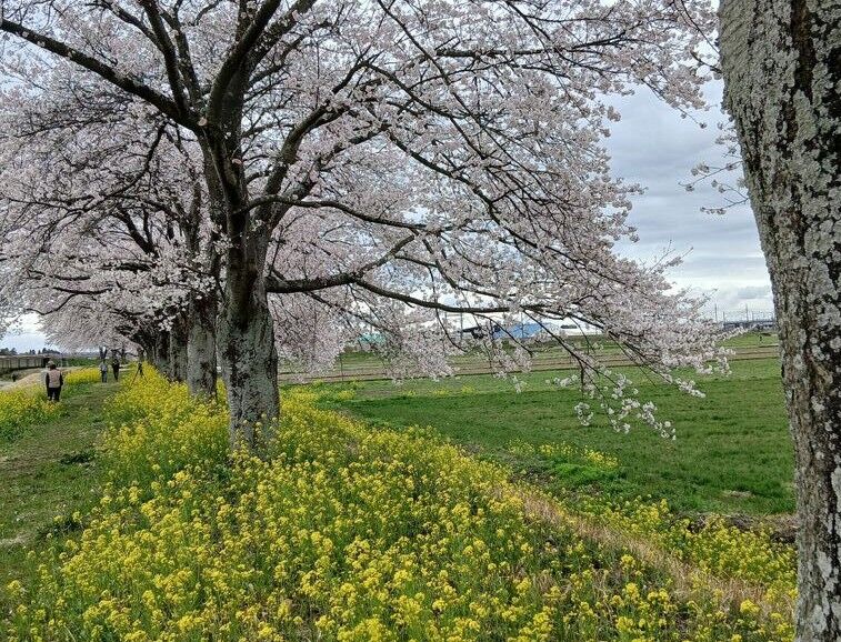 【栃木市】桜と菜の花、春が重なる美しい時間（かっぱ広場）