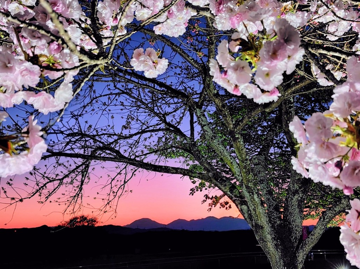 【さくら市】黄昏にきらめく桜並木。儚き桜。（氏家ゆうゆうパーク）