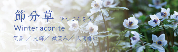 栃木県の節分草のスポット 見所情報 栃木の花特集 栃ナビ