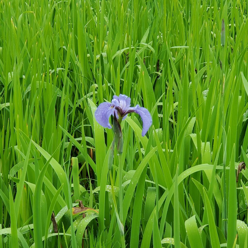 一ツ樅のナスヒオウギアヤメ 那須町の植物園 花 栃ナビ