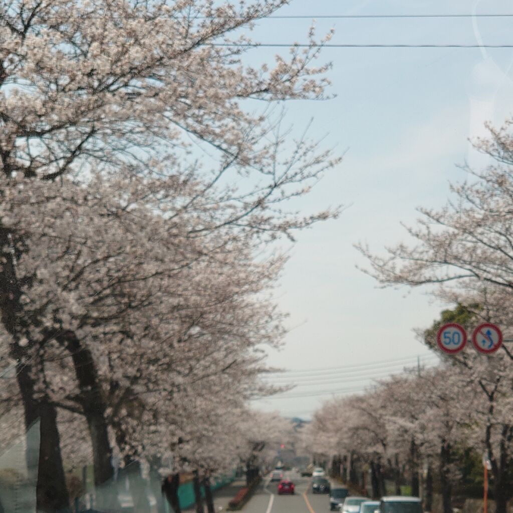 Jujuさんさんから鹿沼 さつき大通りの桜並木への投稿クチコミ 栃ナビ