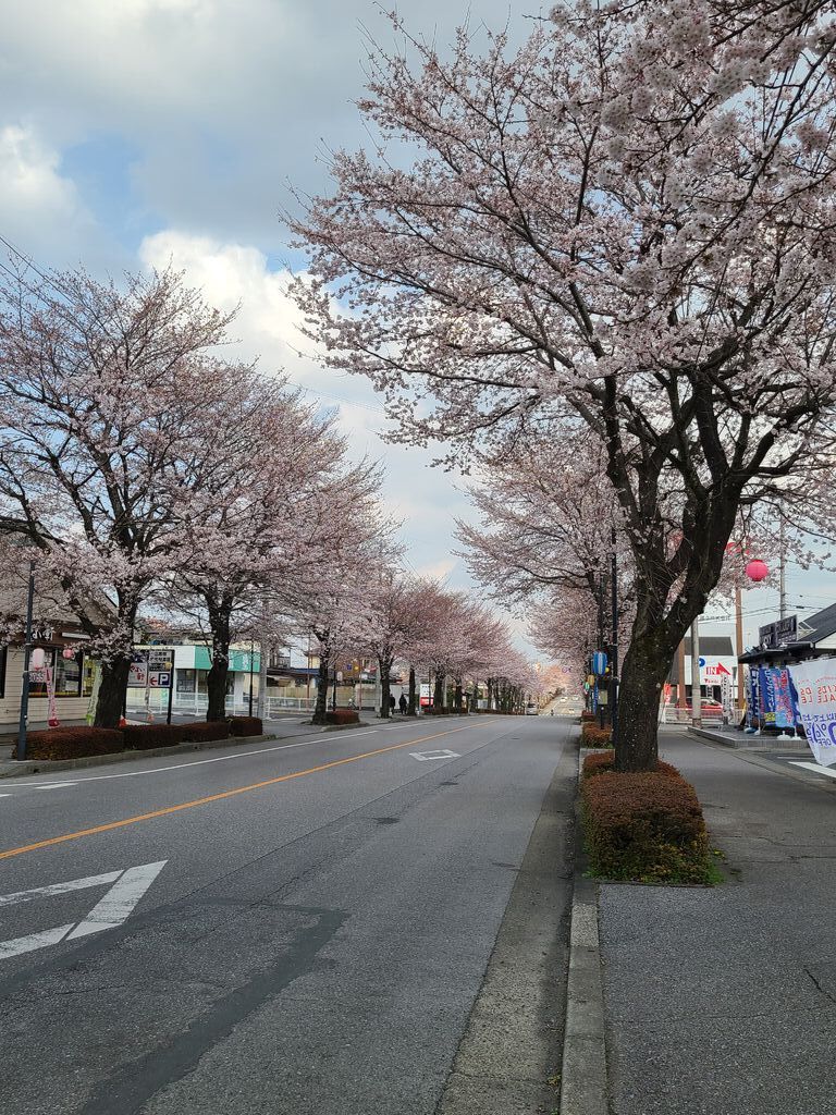 鹿沼 さつき大通りの桜並木のクチコミ 口コミ 写真 鹿沼市 植物園 花