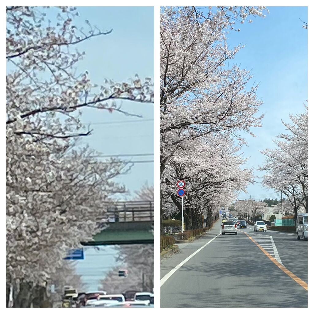 鹿沼 さつき大通りの桜並木のクチコミ 口コミ 写真 鹿沼市 植物園 花