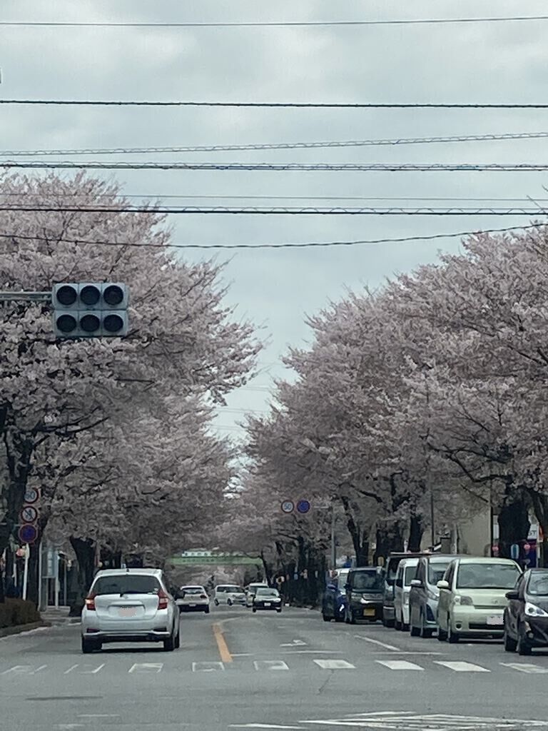 鹿沼 さつき大通りの桜並木の写真 鹿沼市 植物園 花