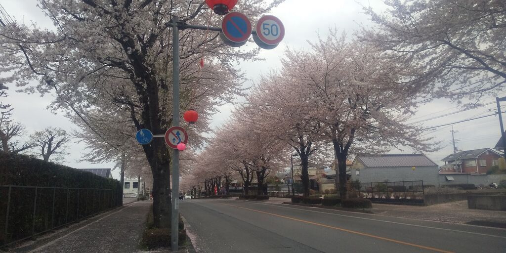 鹿沼 さつき大通りの桜並木の写真 鹿沼市 植物園 花