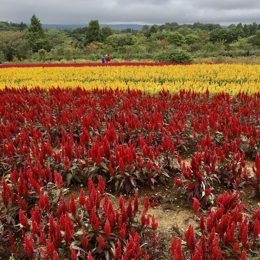 那須フラワーワールドのクチコミ 口コミ 写真 那須町 植物園 花