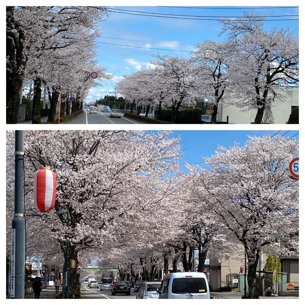 ケケママさんから鹿沼 さつき大通りの桜並木への投稿クチコミ 栃ナビ