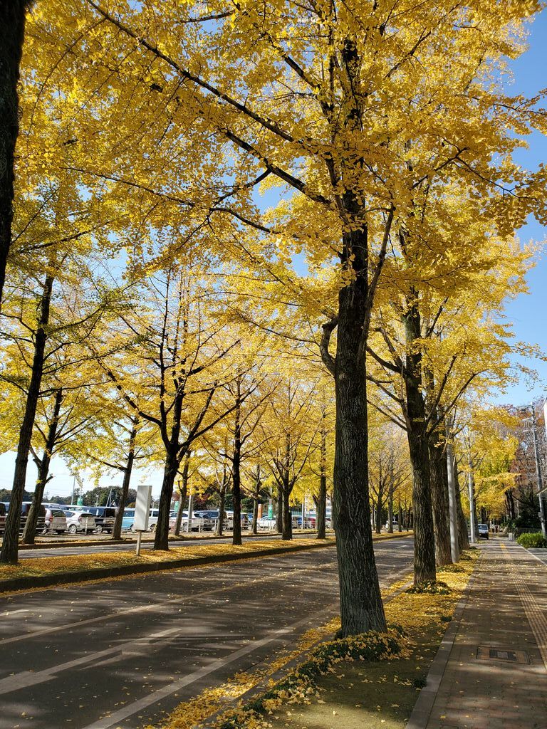 獨協医科大学病院前のイチョウ並木 壬生町の樹木 栃ナビ