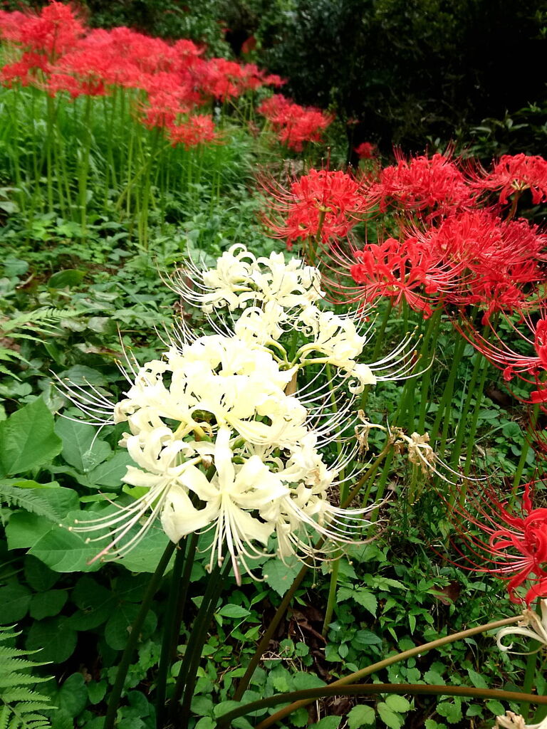 栃木植物園 大柿花山のクチコミ 口コミ 写真 栃木市 植物園 花