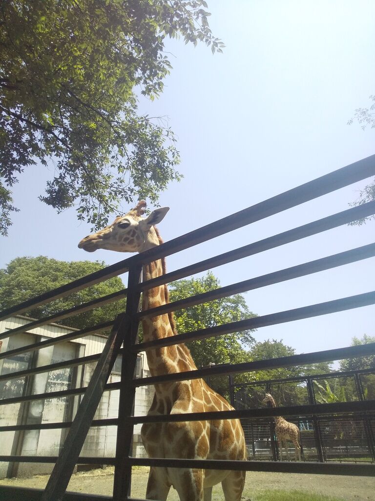 宇都宮動物園のクチコミ 口コミ 写真 宇都宮市 遊園地 動物園