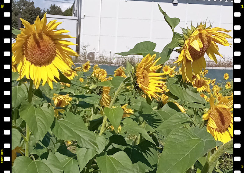 ひまわりのクチコミ一覧 栃木の花特集 栃ナビ