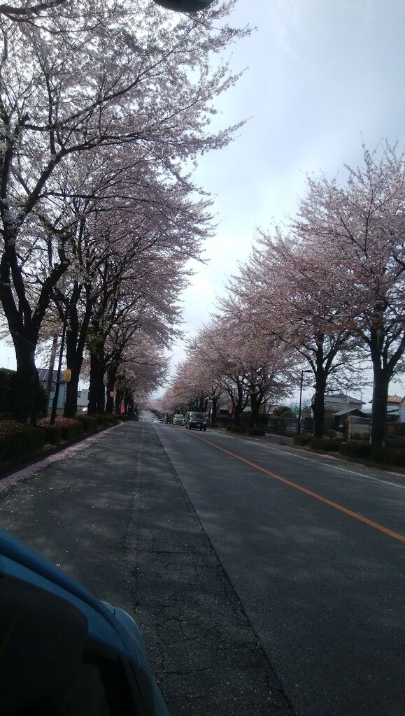 バーバママさんから鹿沼 さつき大通りの桜並木への投稿クチコミ 栃ナビ