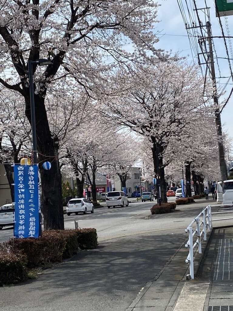 鹿沼 さつき大通りの桜並木のクチコミ 口コミ 写真 鹿沼市 植物園 花