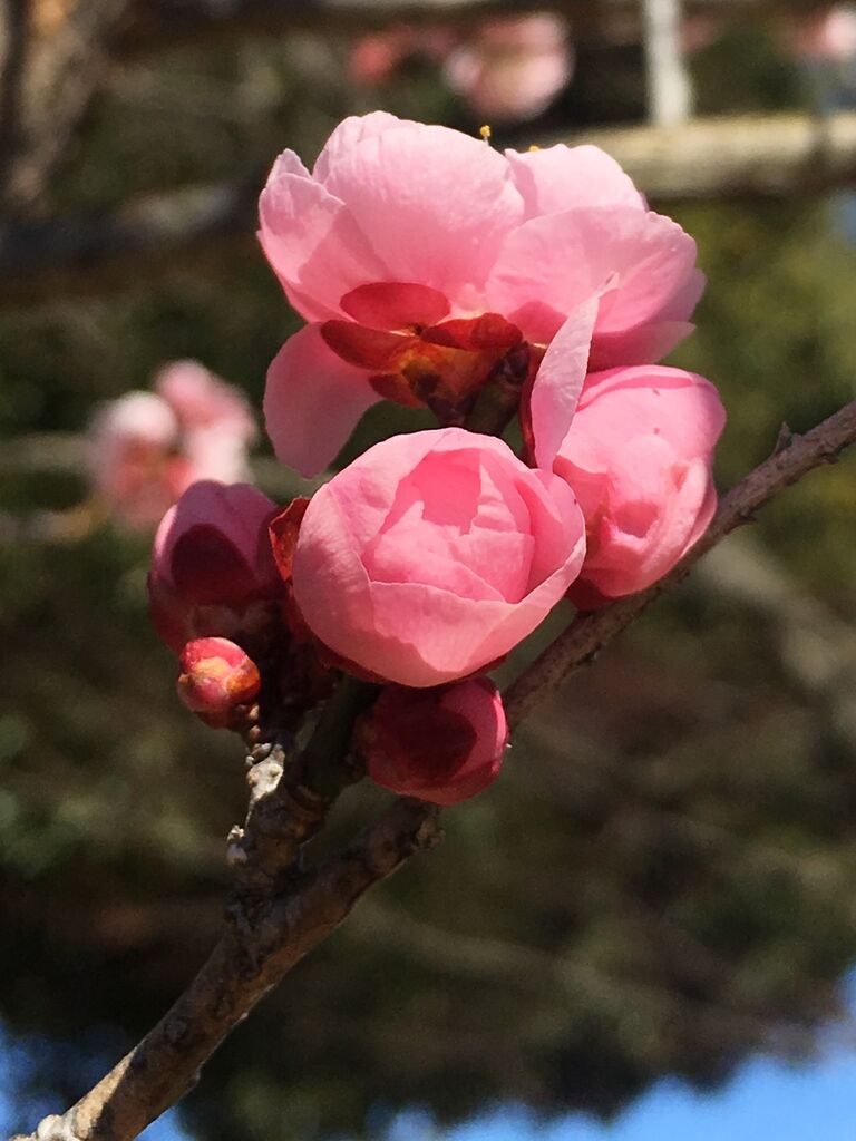 栃木市総合運動公園のクチコミ 口コミ 写真 栃木市 体育館 ジム