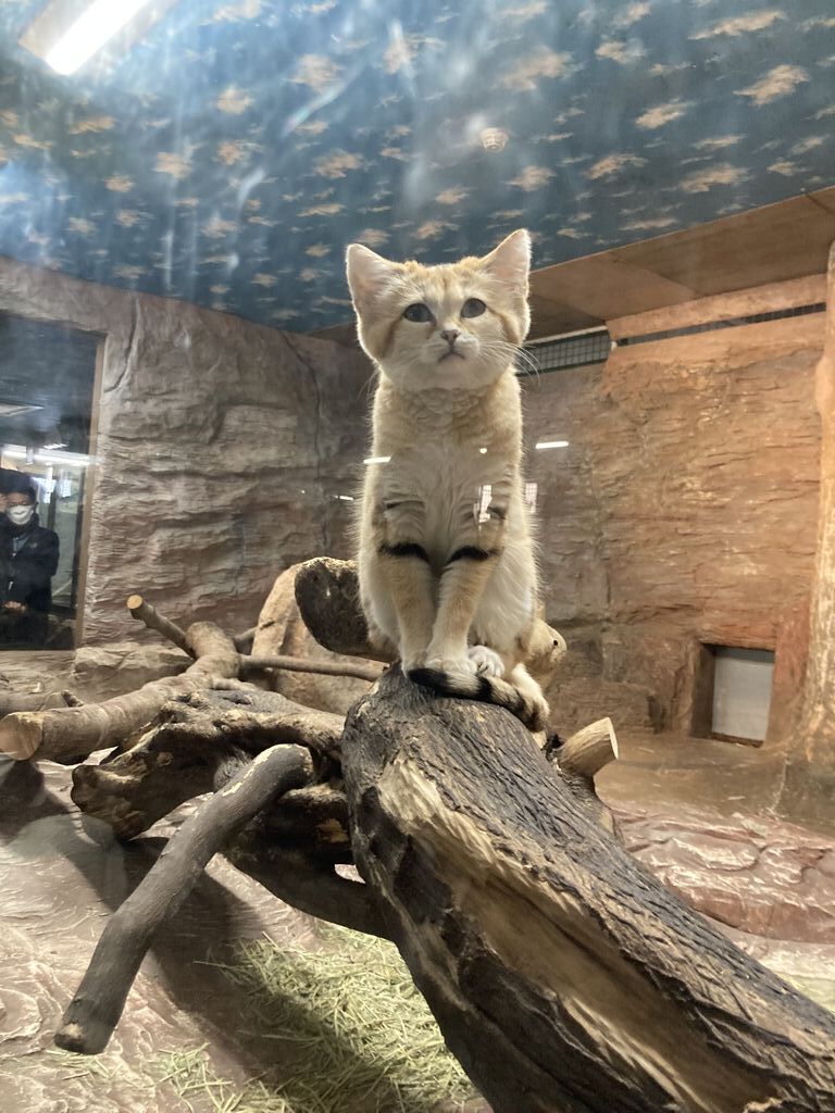 那須どうぶつ王国 那須町の遊園地 動物園 テーマパーク 観光牧場 カフェ 喫茶店 お土産 名産品 特産品 栃ナビ