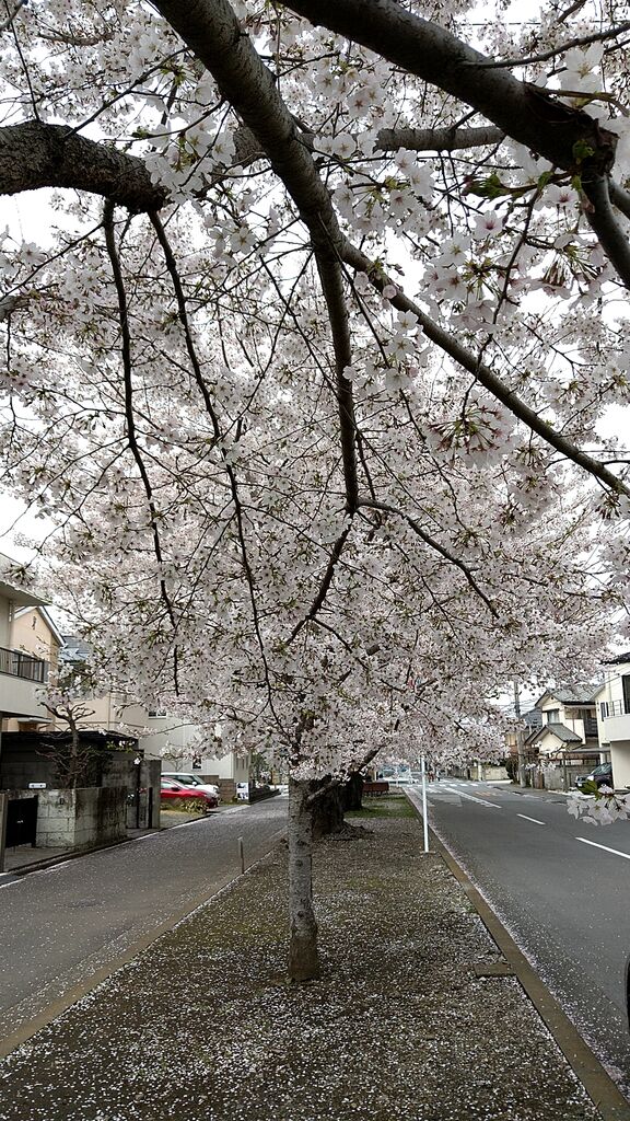 新川の桜並木 宇都宮市の植物園 花 栃ナビ