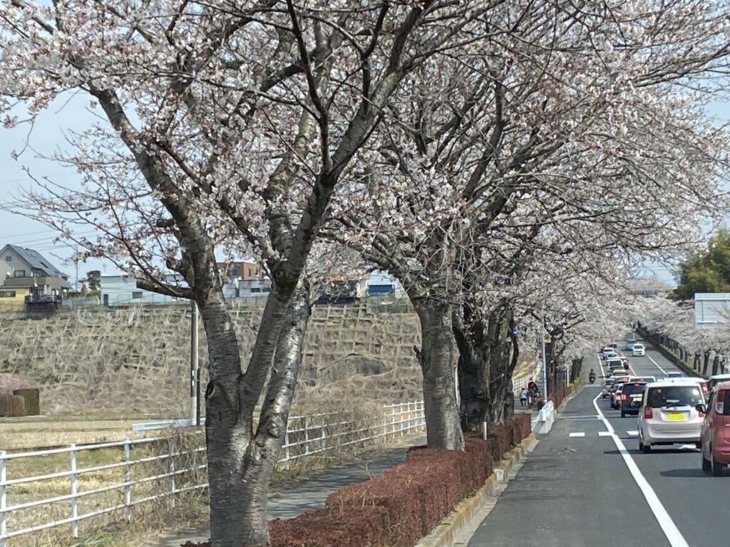 鹿沼 さつき大通りの桜並木のクチコミ 口コミ 写真 鹿沼市 植物園 花