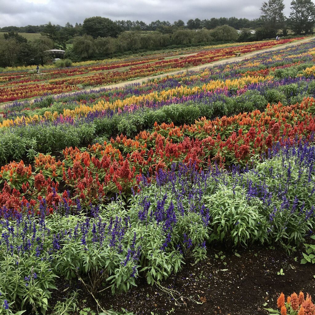 那須フラワーワールドのクチコミ 口コミ 写真 那須町 植物園 花