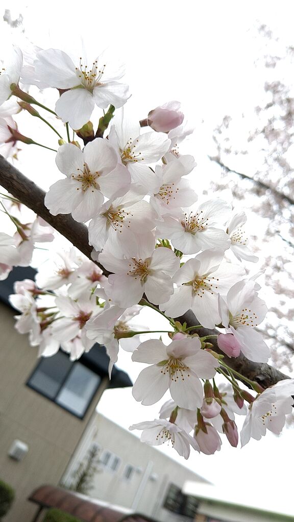 新川の桜並木 - 宇都宮市の植物園・花｜栃ナビ！