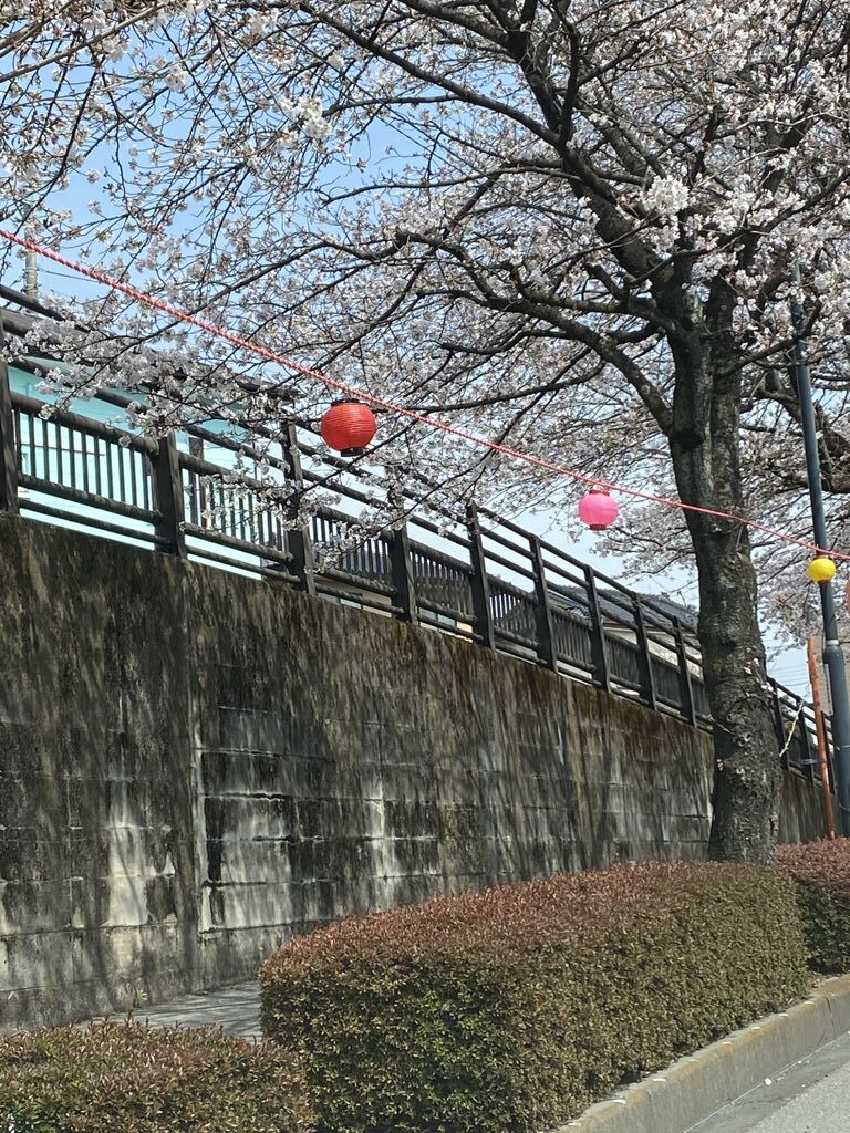 鹿沼 さつき大通りの桜並木のクチコミ 口コミ 写真 鹿沼市 植物園 花