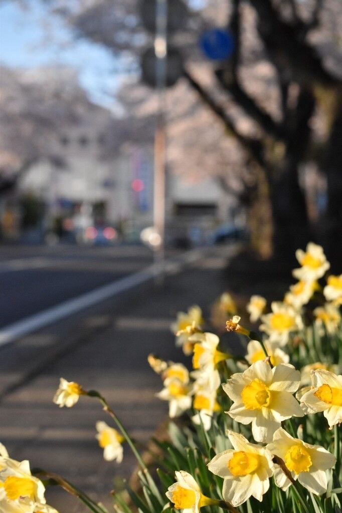 月夜桜さんから宇都宮大学工学部前の桜並木への投稿クチコミ 栃ナビ