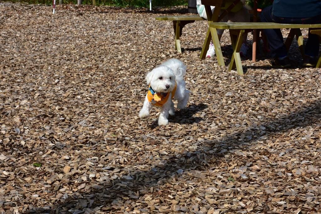 画像 犬 カフェ まいら 髪型