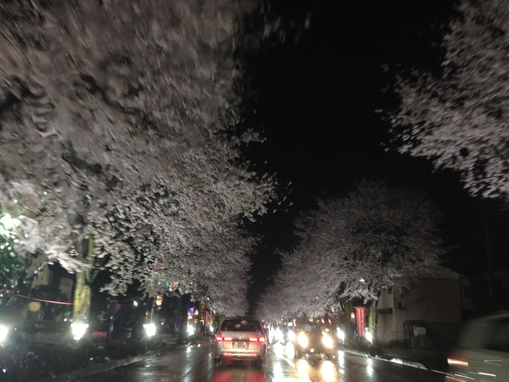 鹿沼 さつき大通りの桜並木のクチコミ 口コミ 写真 鹿沼市 植物園 花